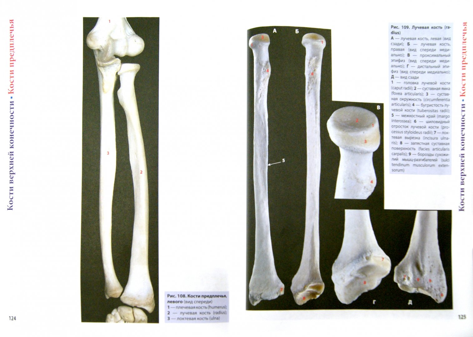 Иллюстрация 1 из 8 для Фотографический атлас анатомии человека. Костная система - Борзяк, Гунтер | Лабиринт - книги. Источник: Лабиринт