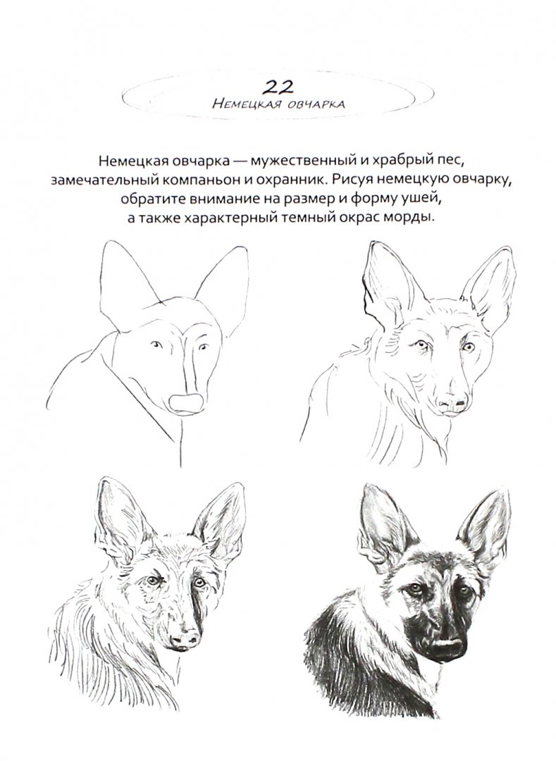 Иллюстрация 1 из 19 для Рисуем на коленке. Собаки - Голда Дали | Лабиринт - книги. Источник: Лабиринт