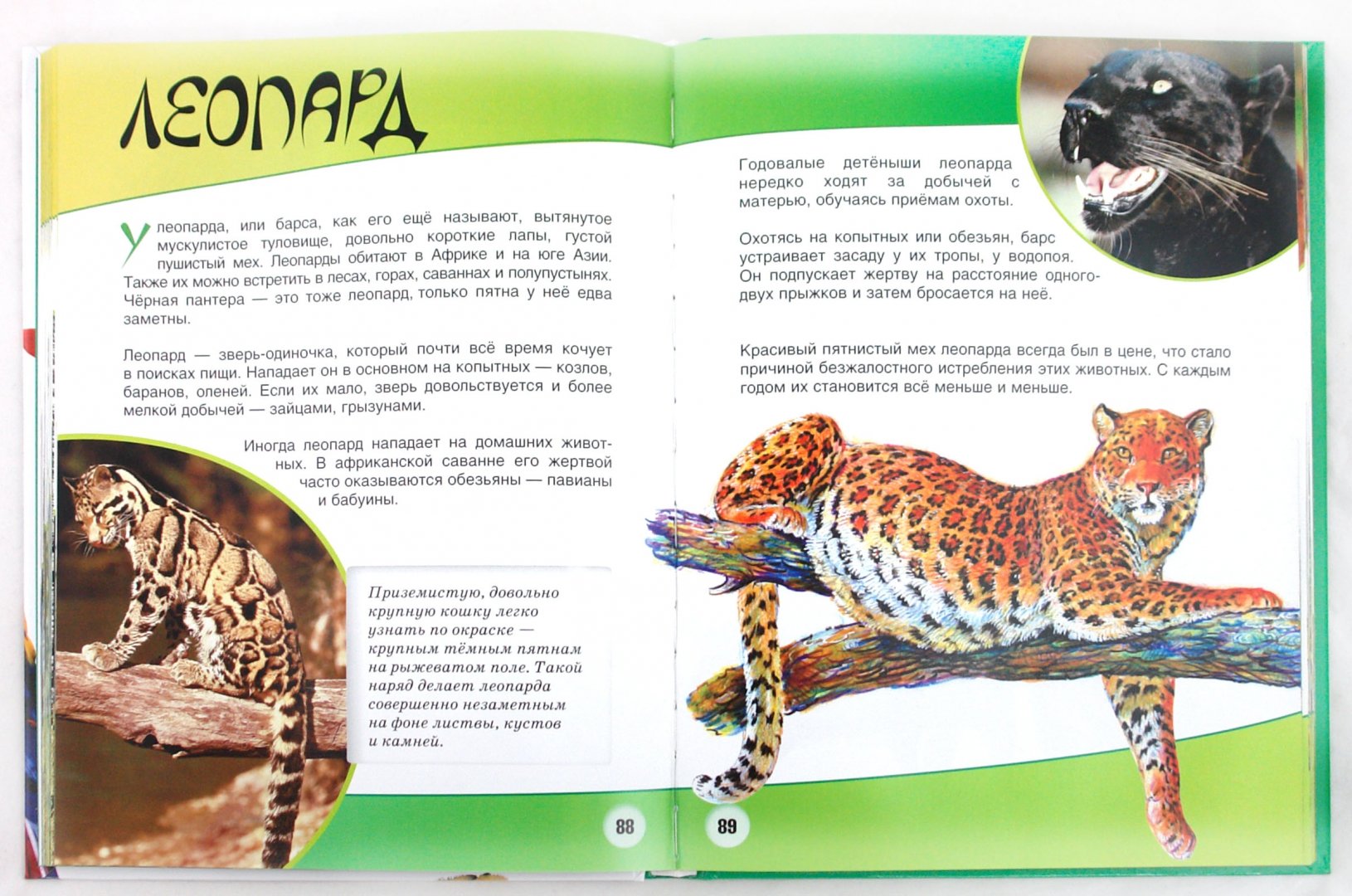Иллюстрация 1 из 21 для Животные - Игорь Павлинов | Лабиринт - книги. Источник: Лабиринт