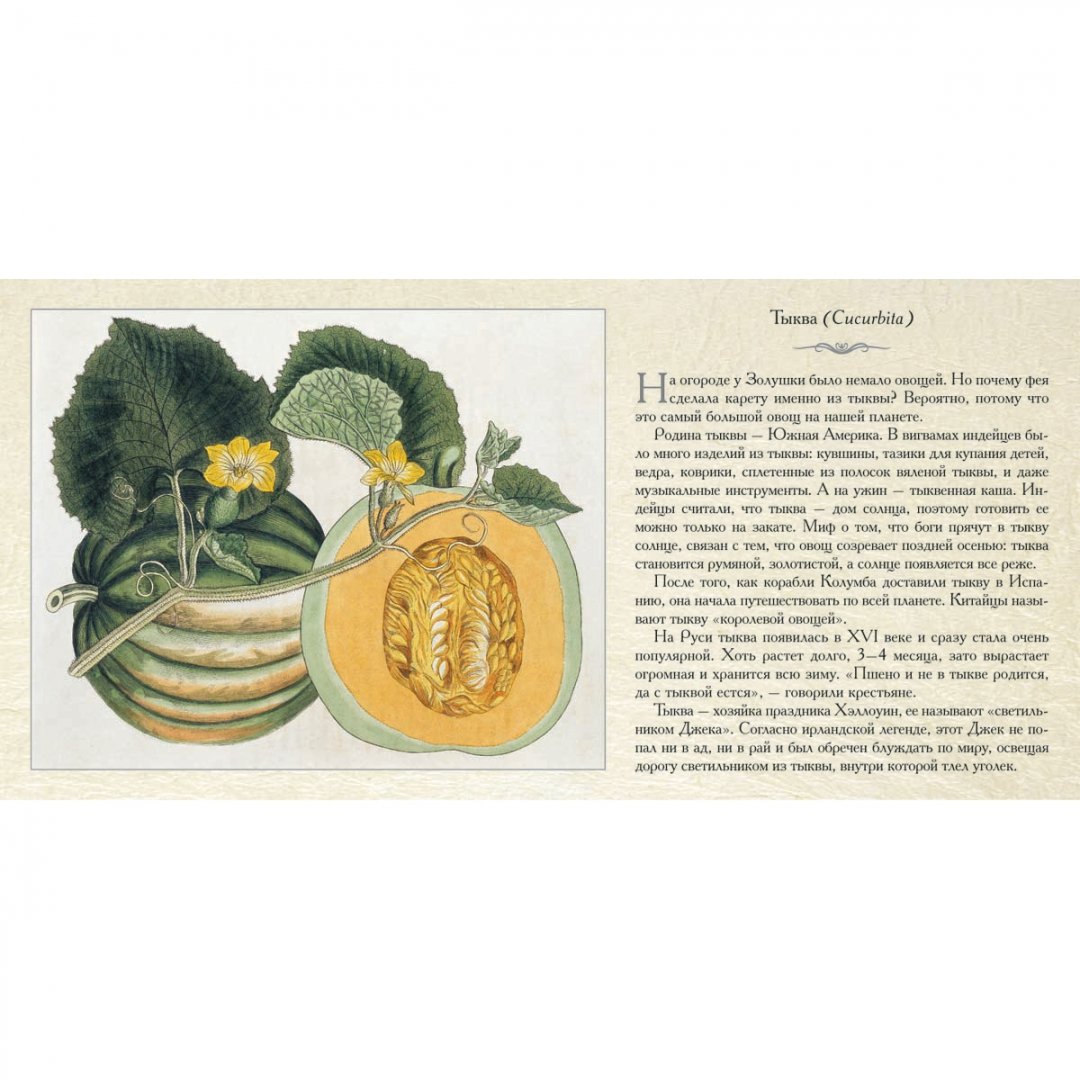 Иллюстрация 8 из 21 для Овощи | Лабиринт - книги. Источник: Лабиринт
