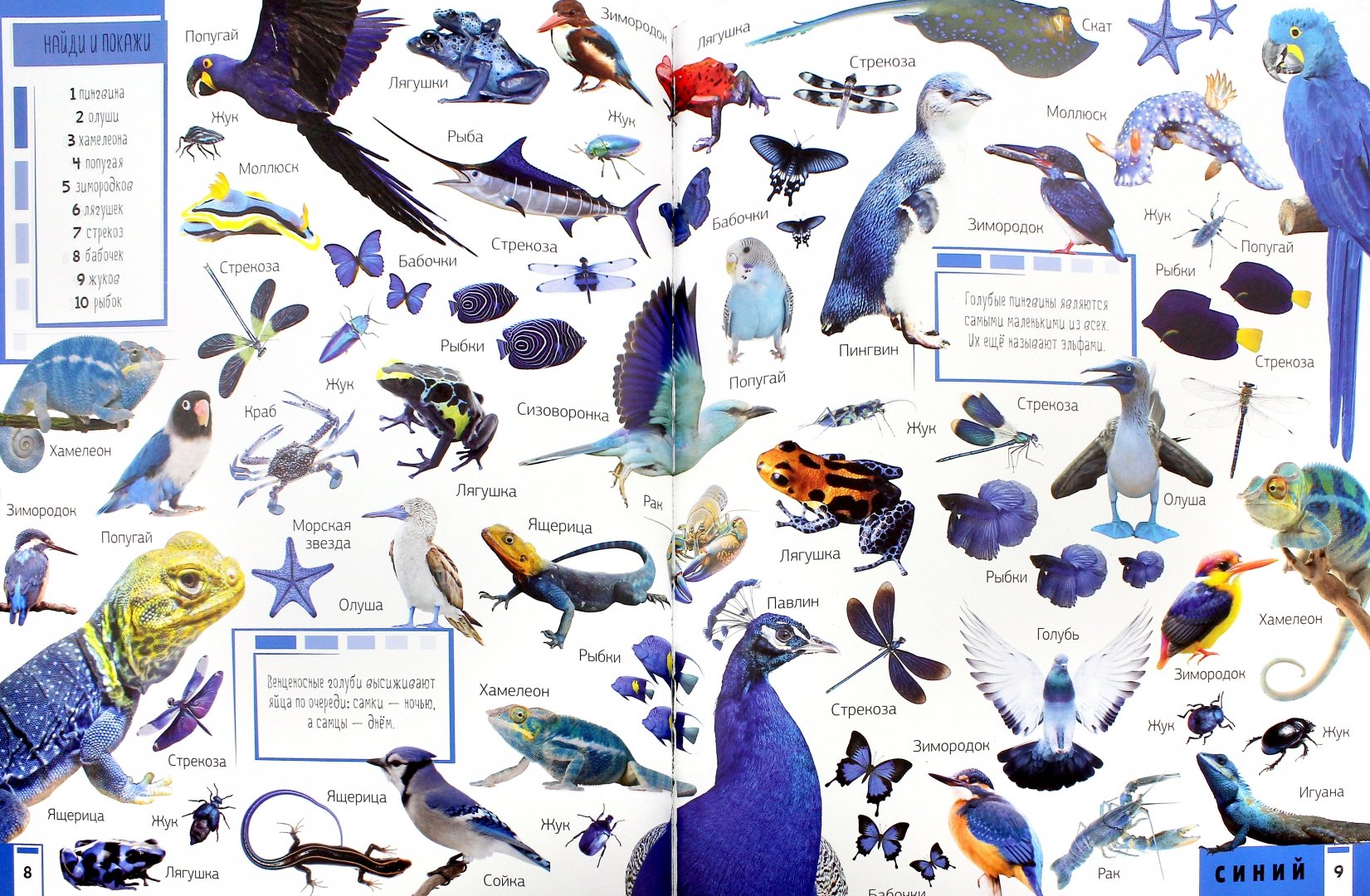 Иллюстрация 1 из 6 для Животные. Учим цвета и цифры - Мария Жученко | Лабиринт - книги. Источник: Лабиринт