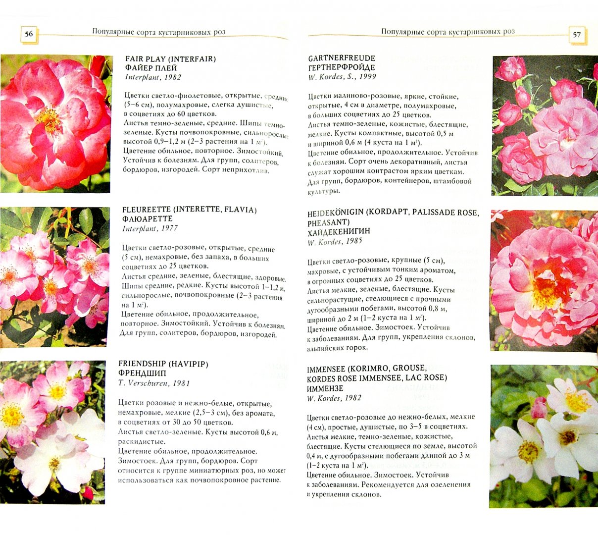 Иллюстрация 1 из 14 для Кустарниковые розы - Л.И. Бумбеева | Лабиринт - книги. Источник: Лабиринт