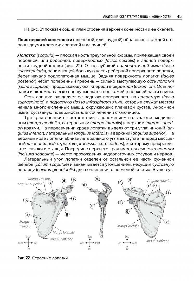 Иллюстрация 12 из 28 для Анатомия скелета - Козлов, Гурова | Лабиринт - книги. Источник: Лабиринт
