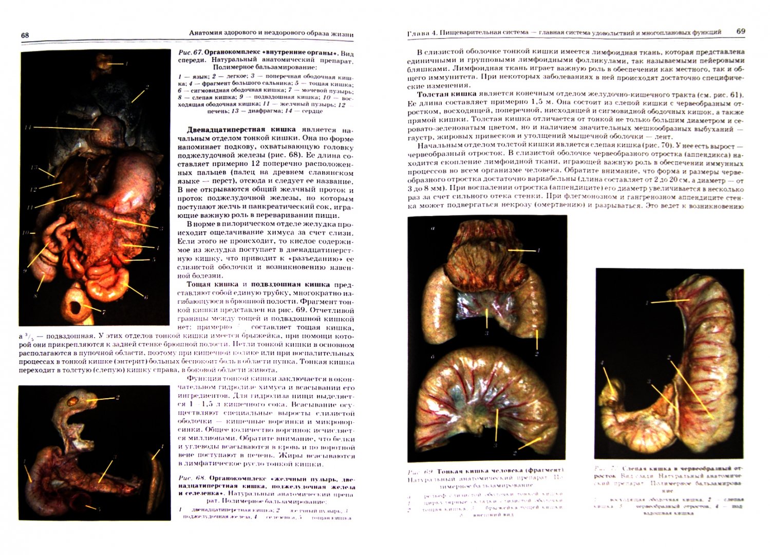 Иллюстрация 1 из 17 для Анатомия здорового и нездорового образа жизни - Гайворонский, Ничипорук, Яблонский | Лабиринт - книги. Источник: Лабиринт