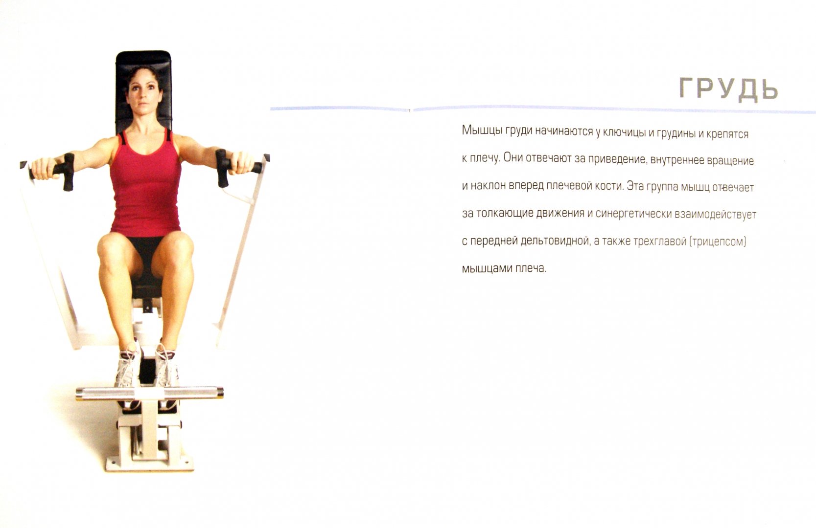 Иллюстрация 1 из 9 для Анатомия упражнений: Тренер и помощник в ваших занятиях - Пэт Маноккиа | Лабиринт - книги. Источник: Лабиринт