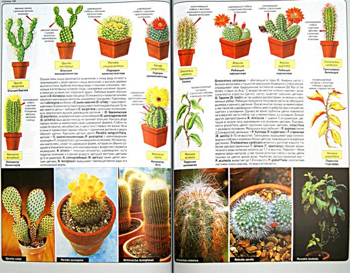 Книга Всё о комнатных растениях (книга первая) от Д.Г. Хессайон: подробное руководство для цветоводов