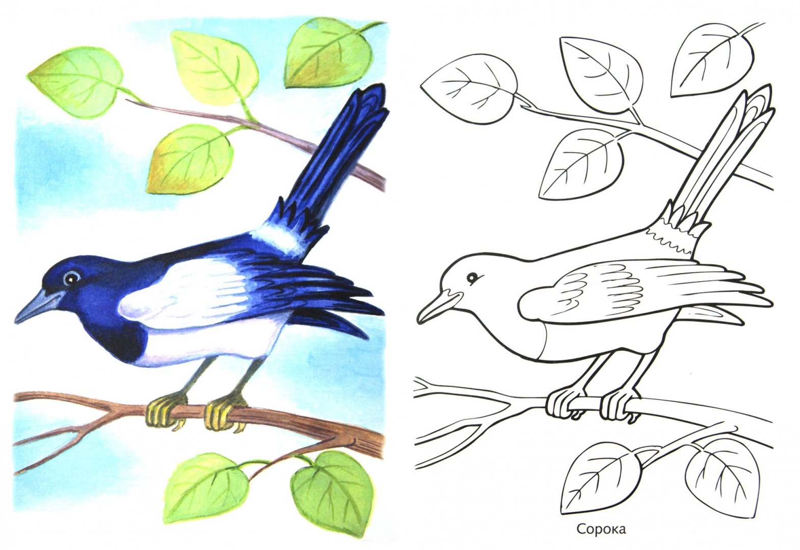 Иллюстрация 1 из 16 для Раскраска Зимующие птицы | Лабиринт - книги. Источник: Лабиринт