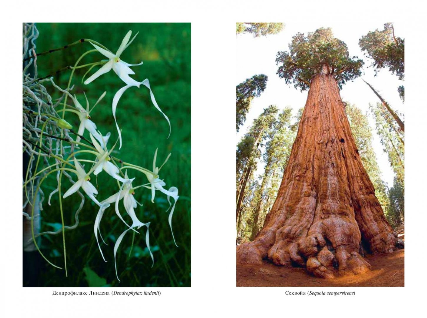 Иллюстрация 5 из 26 для Самые необычные растения - Оксана Ларина | Лабиринт - книги. Источник: Лабиринт