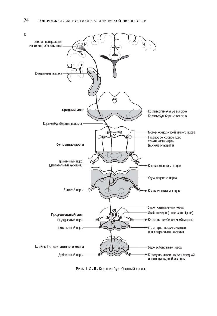 Иллюстрация 12 из 25 для Топическая диагностика в клинической неврологии - Биллер, Бразис, Мэсдью | Лабиринт - книги. Источник: Лабиринт