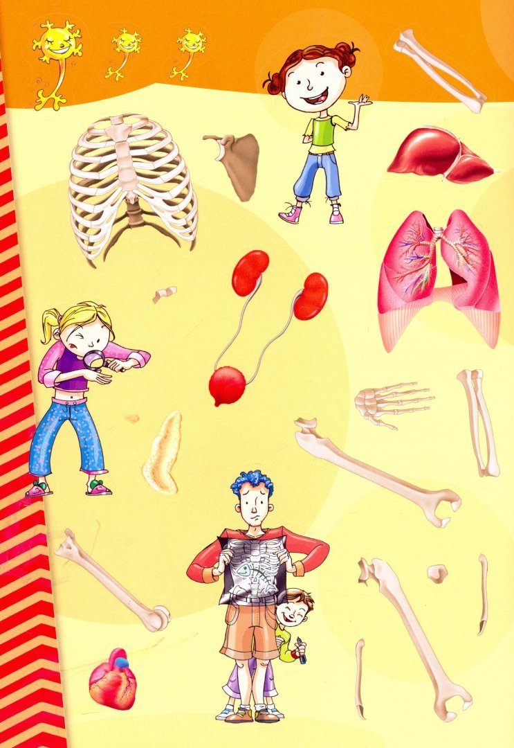 Иллюстрация 4 из 10 для Мой атлас с наклейками. Тело человека | Лабиринт - книги. Источник: Лабиринт