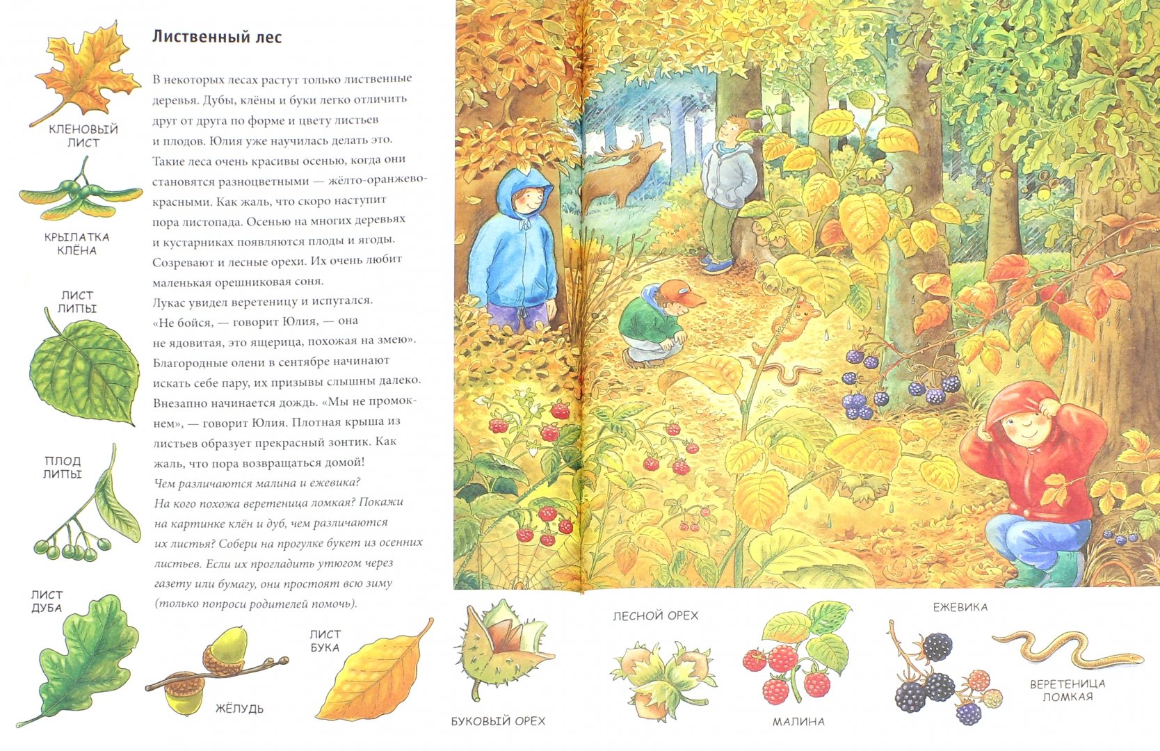Иллюстрация 1 из 23 для В лесу. Находилки-развивалки. ФГОС - Гвинет Минте | Лабиринт - книги. Источник: Лабиринт