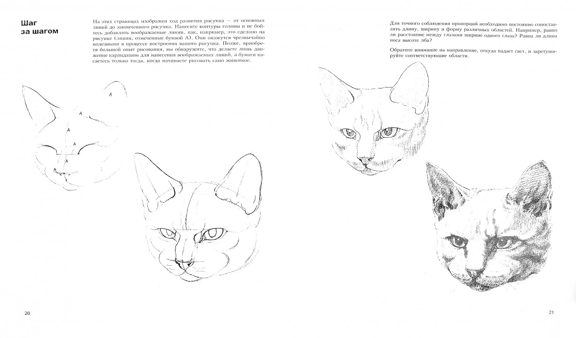 Иллюстрация 1 из 39 для Учитесь рисовать кошек - Дэвид Браун | Лабиринт - книги. Источник: Лабиринт