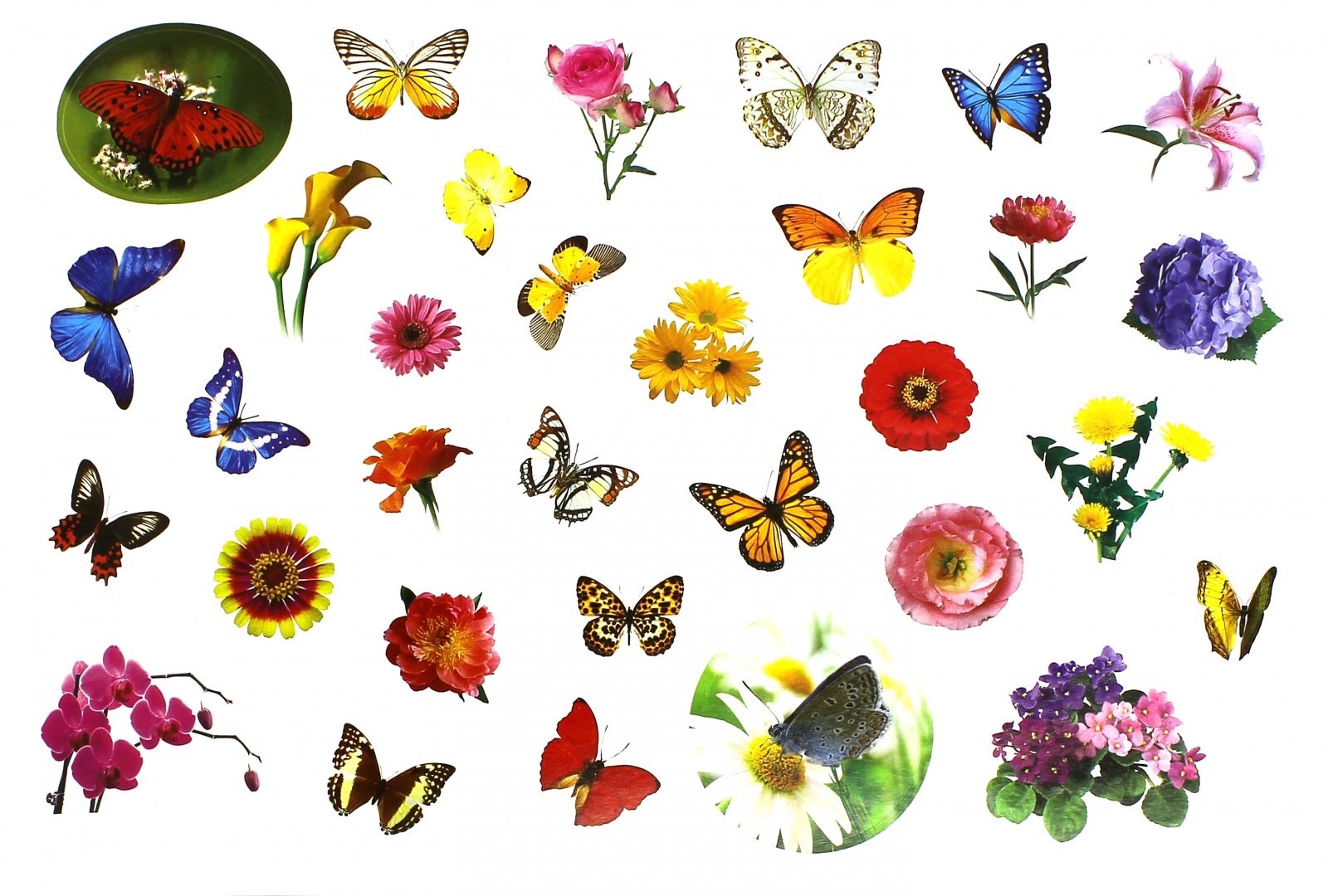 Иллюстрация 1 из 20 для 400 наклеек. Мир цветов и бабочек | Лабиринт - книги. Источник: Лабиринт