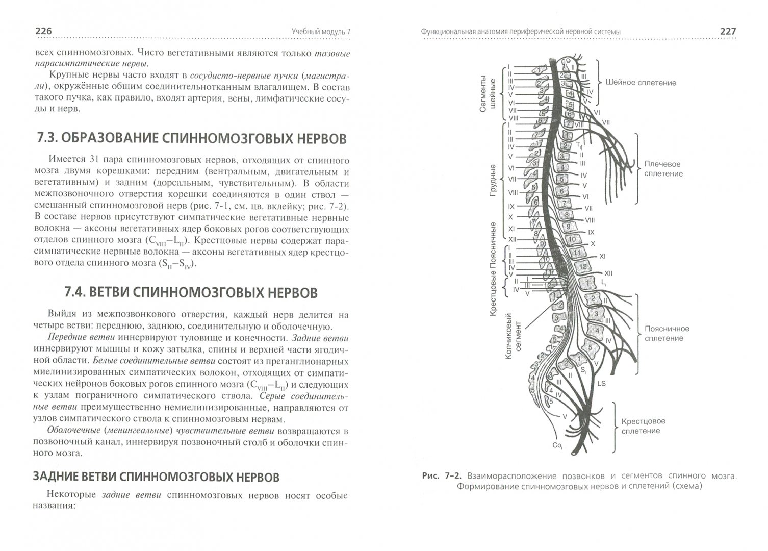 Иллюстрация 1 из 19 для Анатомия и физиология человека. Учебник - Смольянникова, Фалина, Сагун | Лабиринт - книги. Источник: Лабиринт