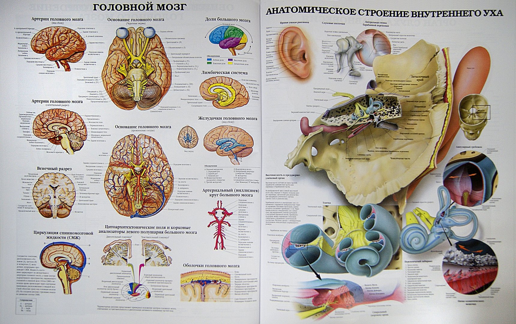 Иллюстрация 2 из 21 для Большой атлас анатомии человека | Лабиринт - книги. Источник: Лабиринт