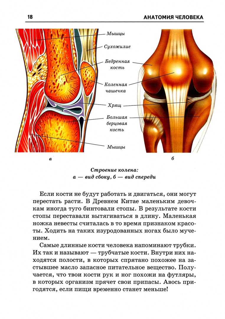 Иллюстрация 1 из 47 для Анатомия человека - Сергей Афонькин | Лабиринт - книги. Источник: Лабиринт