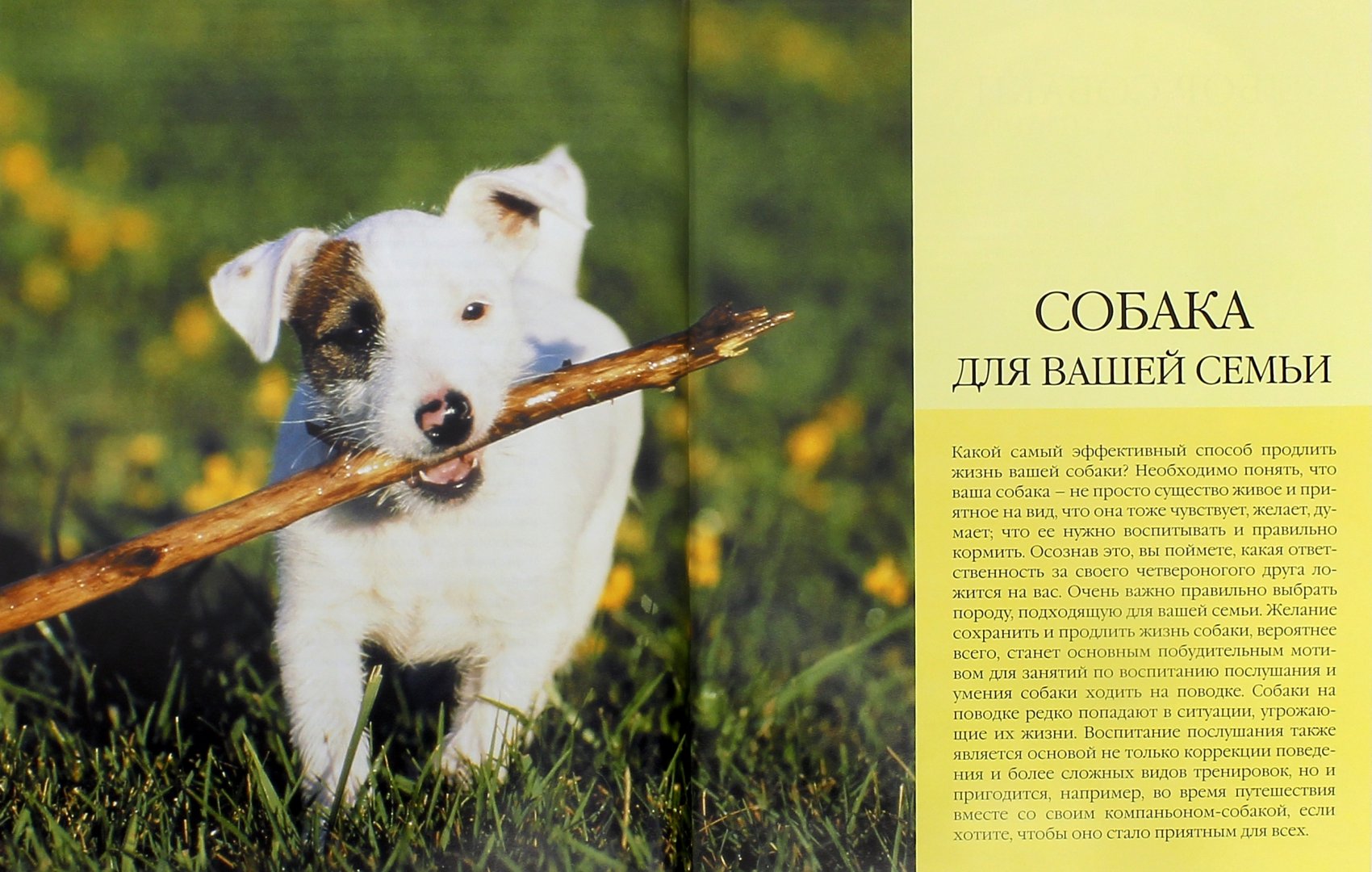 Иллюстрация 2 из 19 для Забота о вашей собаке. Полное руководство по уходу за вашей собакой - Брюс Фогль | Лабиринт - книги. Источник: Лабиринт
