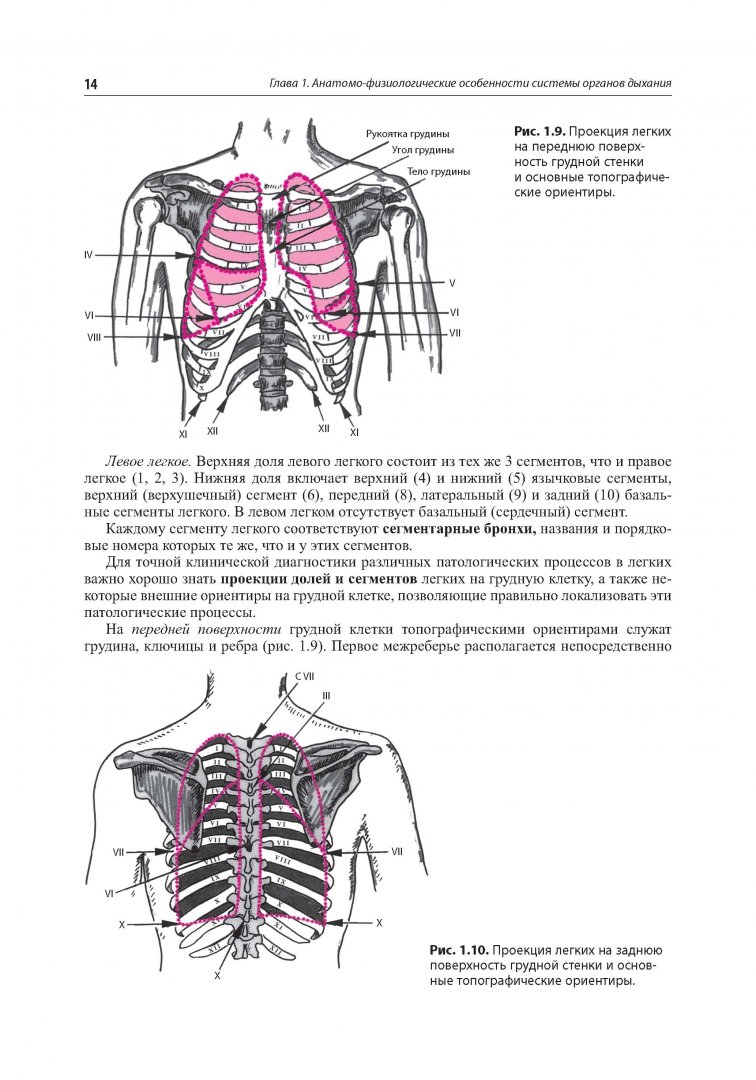 Иллюстрация 4 из 20 для Внутренние болезни. Система органов дыхания - Ройтберг, Струтынский | Лабиринт - книги. Источник: Лабиринт