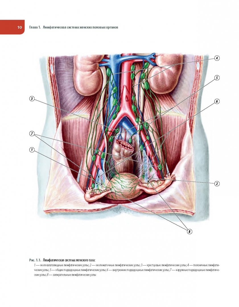 Иллюстрация 9 из 23 для Операции при злокачественных опухолях женских половых органов - Каприн, Новикова, Антипов | Лабиринт - книги. Источник: Лабиринт