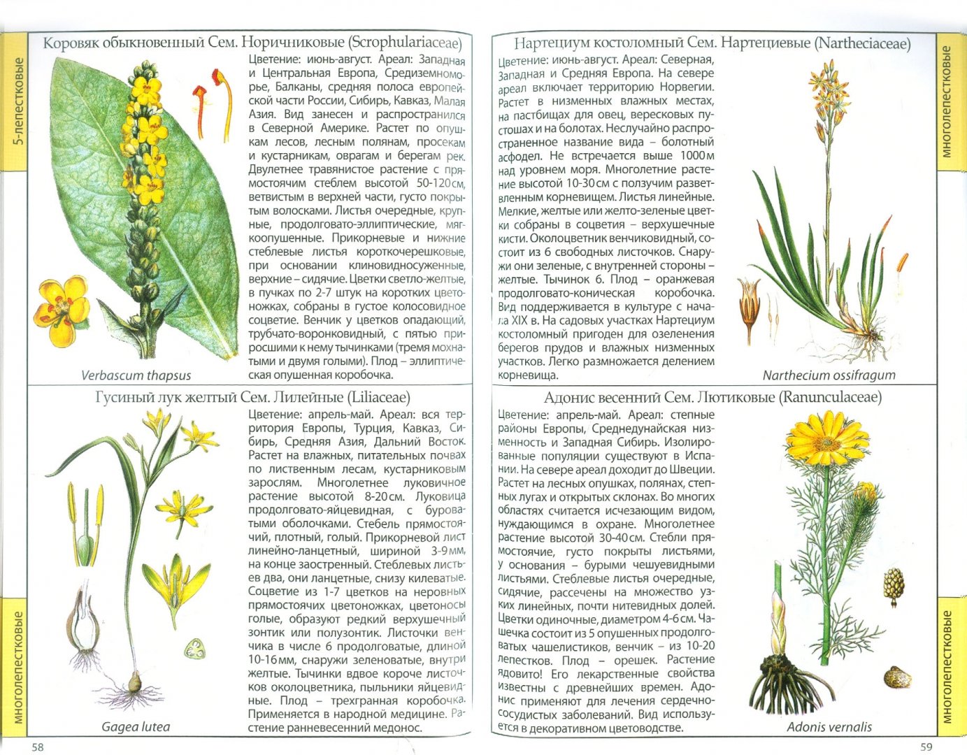 Иллюстрация 1 из 11 для Полевые цветы | Лабиринт - книги. Источник: Лабиринт