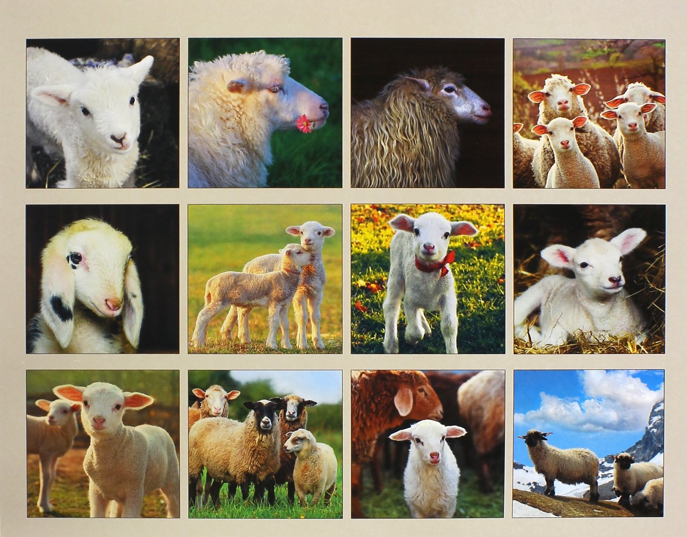 2015 года барана. 2015 Год овцы. Календарь год овцы. Календарики на 2015 год овца. Плакаты к новому 2015 году овцы.