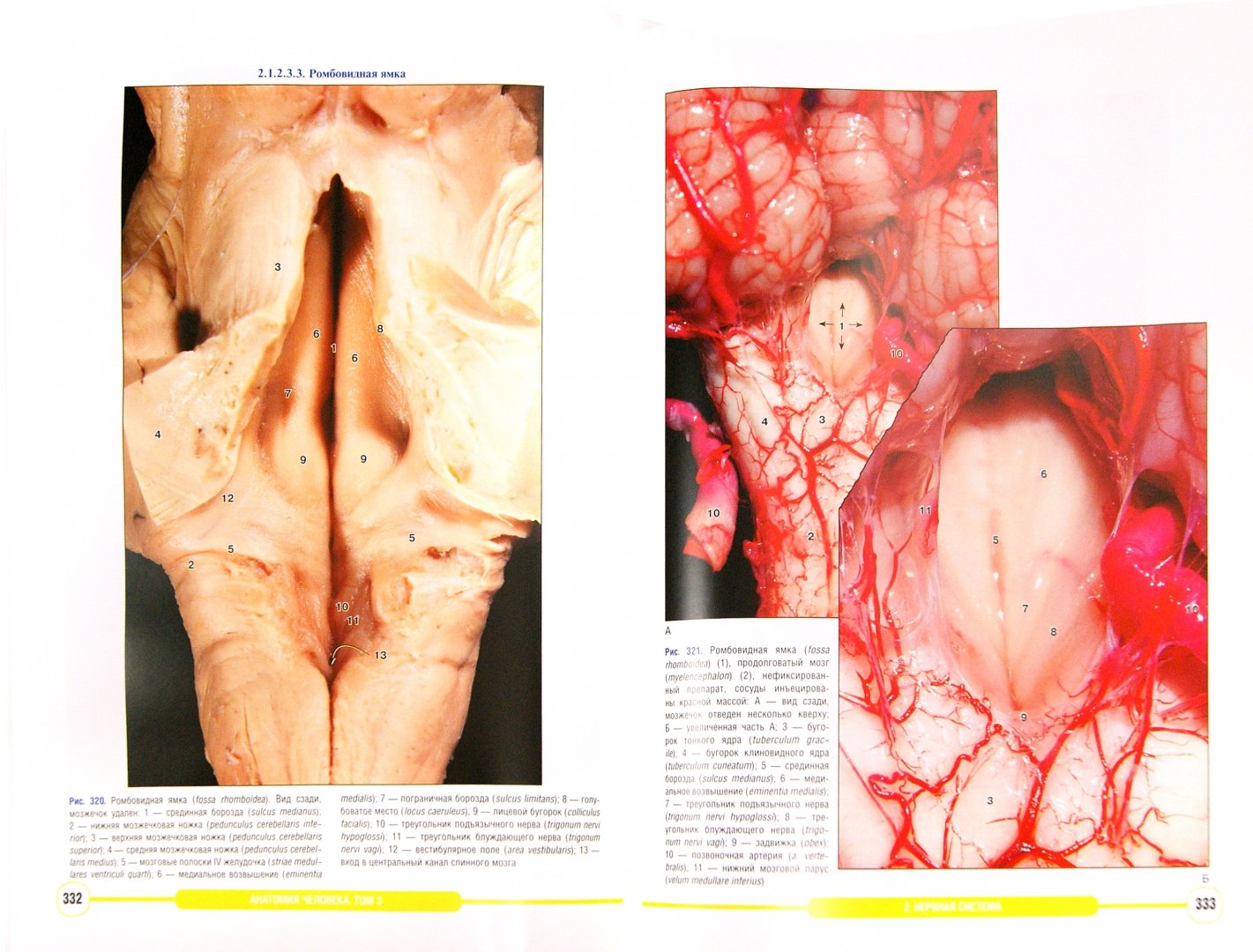 Иллюстрация 1 из 17 для Анатомия человека. Фотографический атлас в 3-х томах. Том 3. Внутренние органы. Нервная система - Борзяк, Гунтер, Путалова | Лабиринт - книги. Источник: Лабиринт