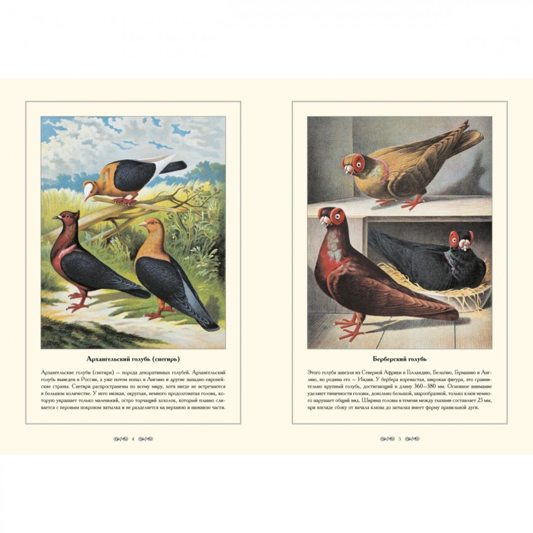 Иллюстрация 2 из 5 для Породы голубей - С. Иванов | Лабиринт - книги. Источник: Лабиринт