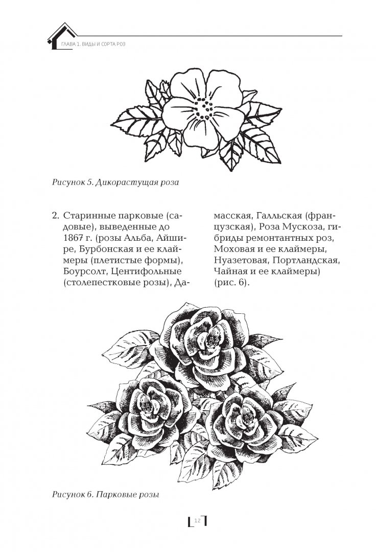Иллюстрация 11 из 34 для Розарий на дачном участке - Мария Нелидова | Лабиринт - книги. Источник: Лабиринт