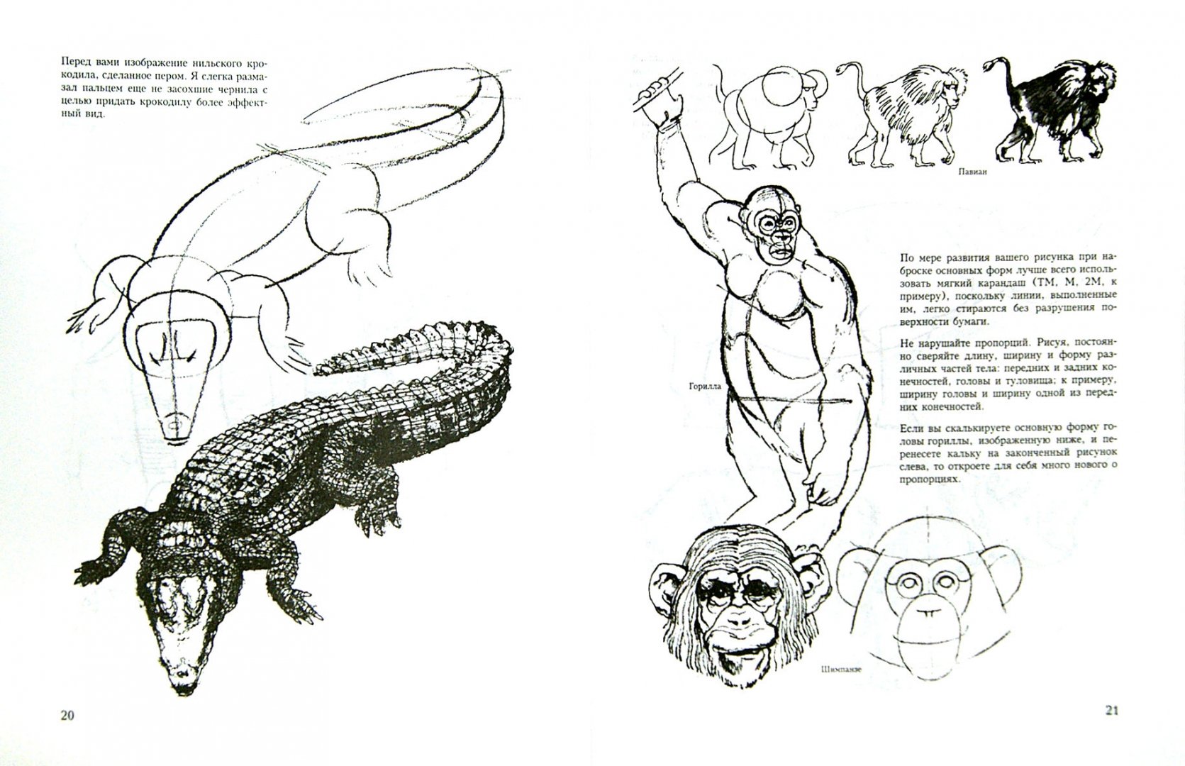 Иллюстрация 1 из 9 для Учитесь рисовать диких животных - Дэвид Браун | Лабиринт - книги. Источник: Лабиринт