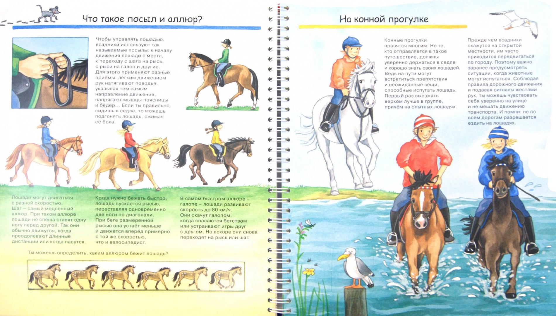 Иллюстрация 1 из 21 для Лошади и пони - Андреа Эрне | Лабиринт - книги. Источник: Лабиринт