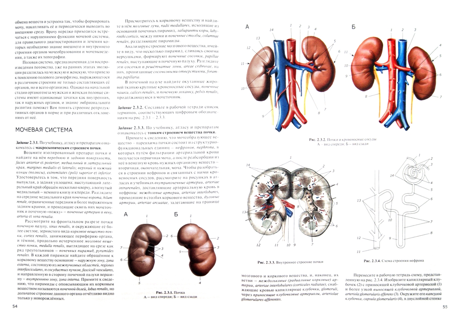 Иллюстрация 1 из 6 для Практикум по анатомии человека. В 4-х частях. Часть 2. Внутренности и эндокринные железы - Цыбулькин, Горская, Колесников | Лабиринт - книги. Источник: Лабиринт