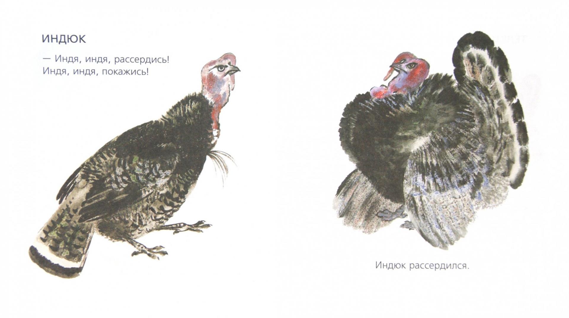 Иллюстрация 1 из 8 для Вот они какие - Евгений Чарушин | Лабиринт - книги. Источник: Лабиринт