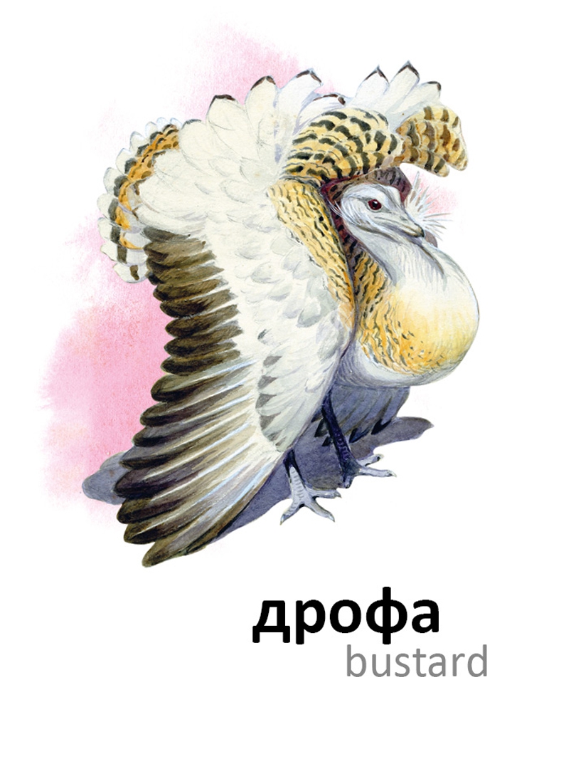 Иллюстрация 2 из 24 для Птицы | Лабиринт - книги. Источник: Лабиринт