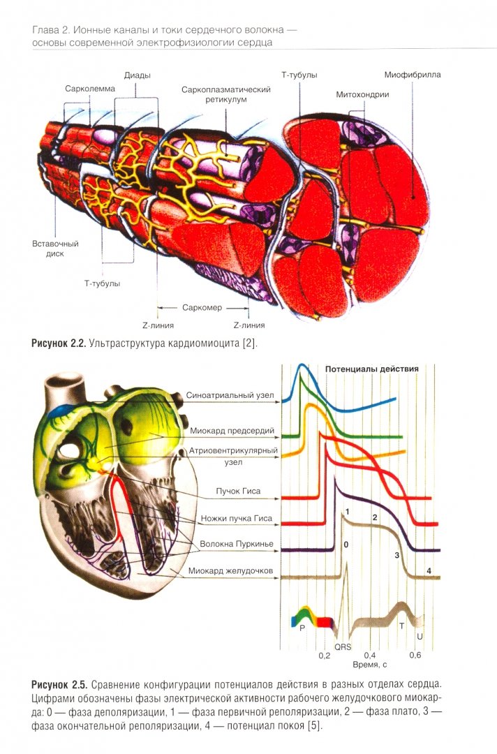 Иллюстрация 2 из 35 для Руководство по кардиологии. Том 1. Физиология и патофизиология сердечно-сосудистой системы | Лабиринт - книги. Источник: Лабиринт