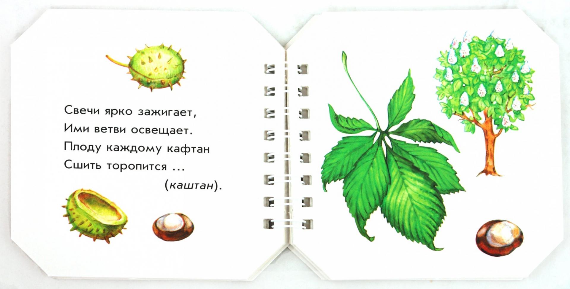 Иллюстрация 1 из 13 для Что в парке растёт - А. Геращенко | Лабиринт - книги. Источник: Лабиринт