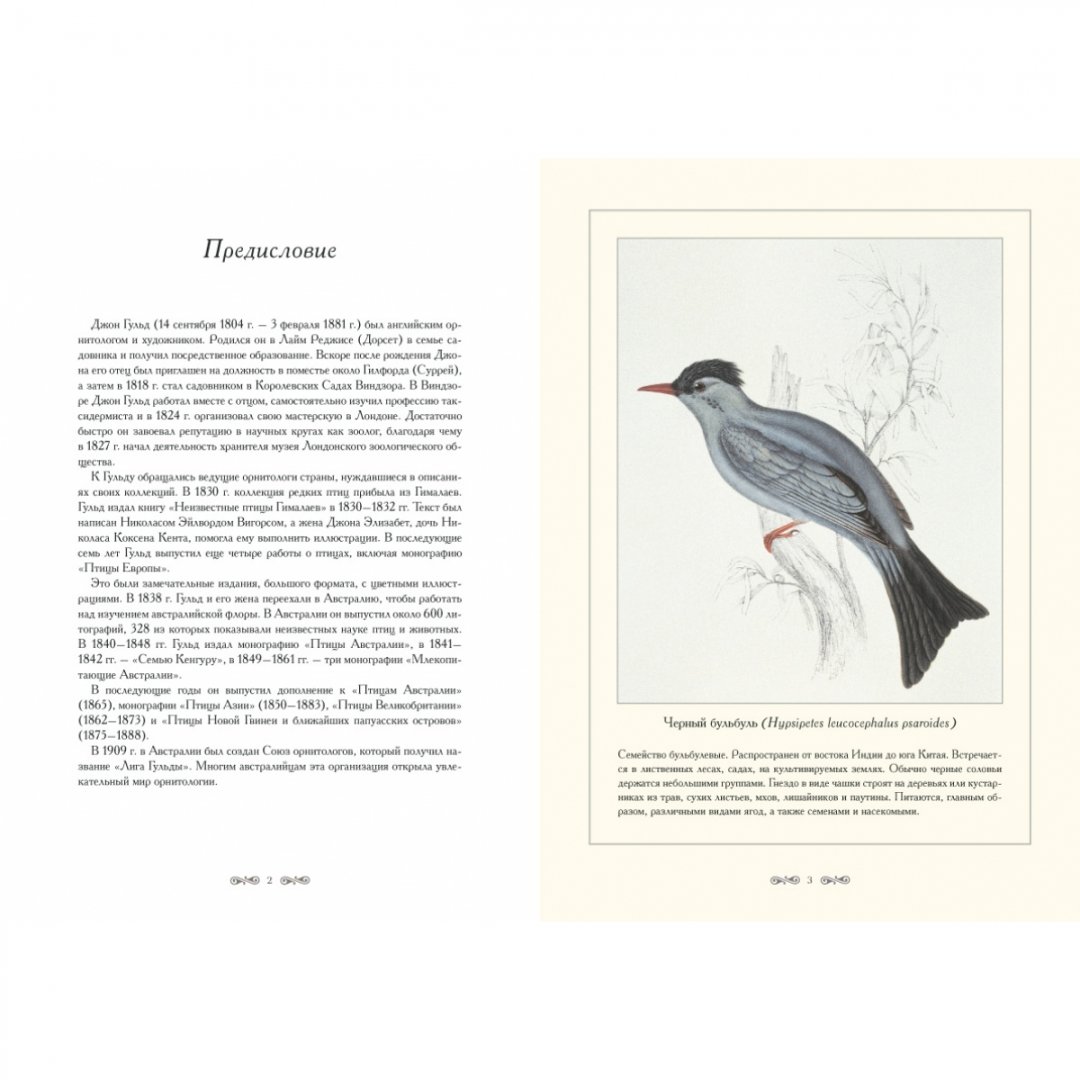 Иллюстрация 1 из 10 для Птицы Гималаев. Иллюстрации Дж. Гульда - Джон Гульд | Лабиринт - книги. Источник: Лабиринт