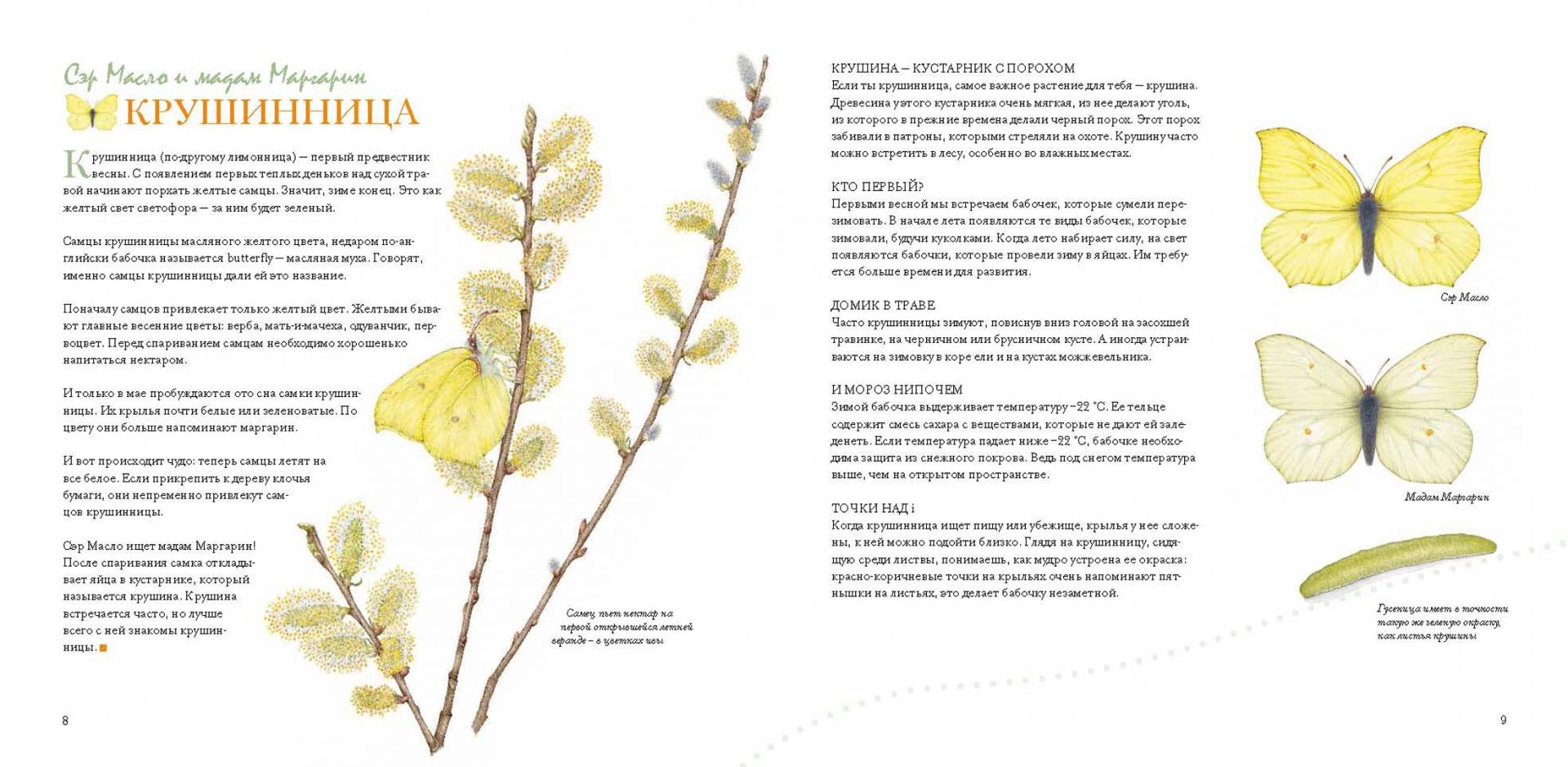 Иллюстрация 6 из 51 для Моя книга бабочек - Стефан Каста | Лабиринт - книги. Источник: Лабиринт