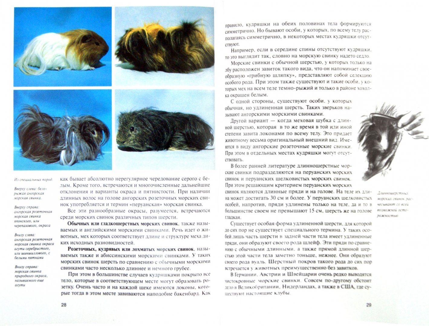 Иллюстрация 1 из 18 для Морские свинки. Содержание и уход - Дитрих Альтман | Лабиринт - книги. Источник: Лабиринт