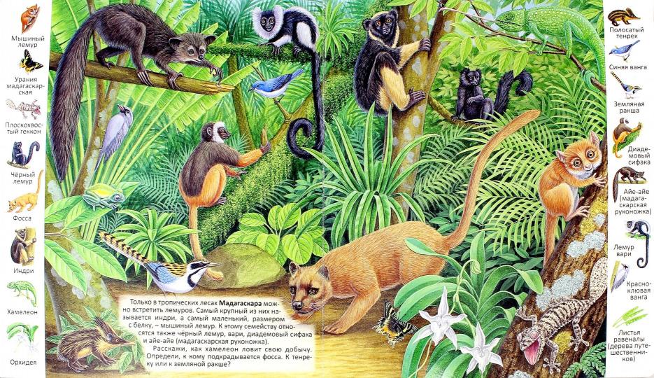Тропические Животные Фото