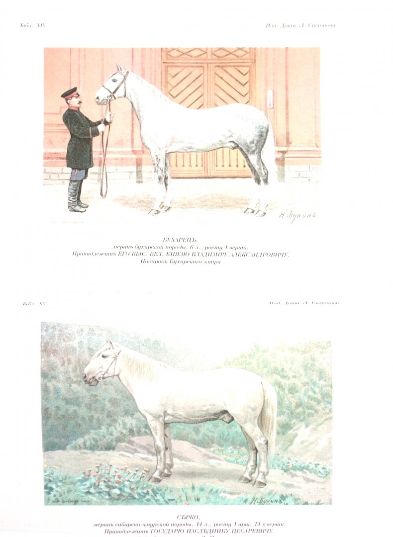 Иллюстрация 1 из 11 для Лошади. Конские породы - Симонов, Мердер | Лабиринт - книги. Источник: Лабиринт