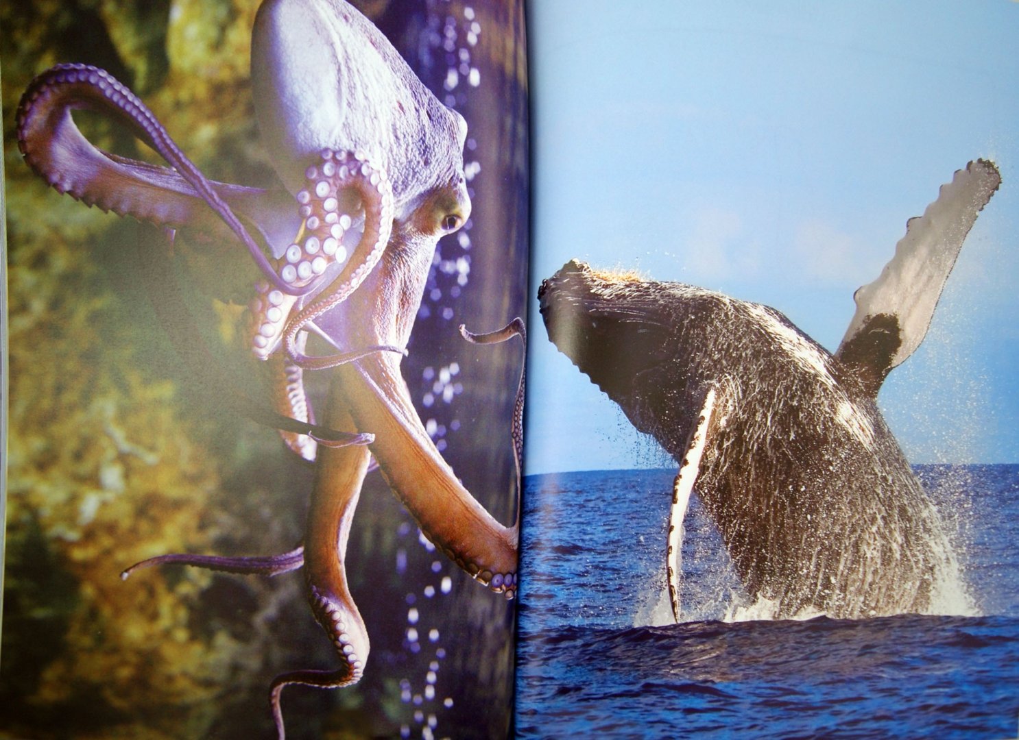 Иллюстрация 1 из 13 для Подводный мир - Эмма Сэл | Лабиринт - книги. Источник: Лабиринт