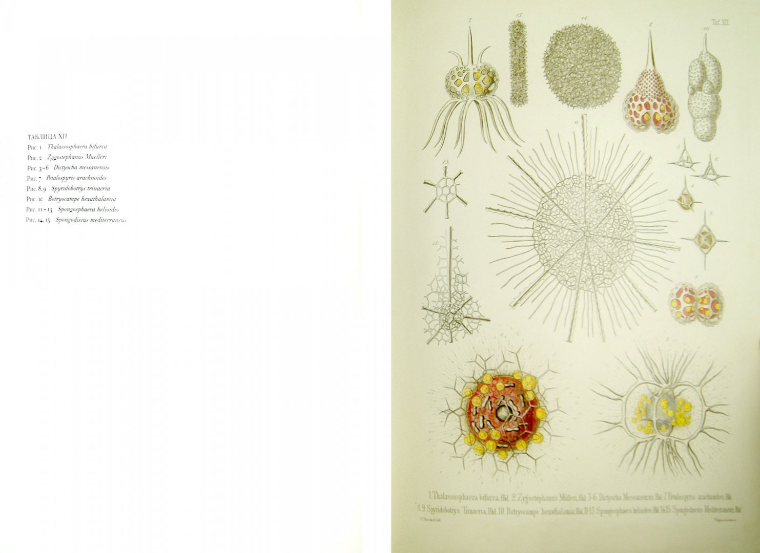 Иллюстрация 1 из 15 для Красота форм в морских глубинах - Эрнест Геккель | Лабиринт - книги. Источник: Лабиринт