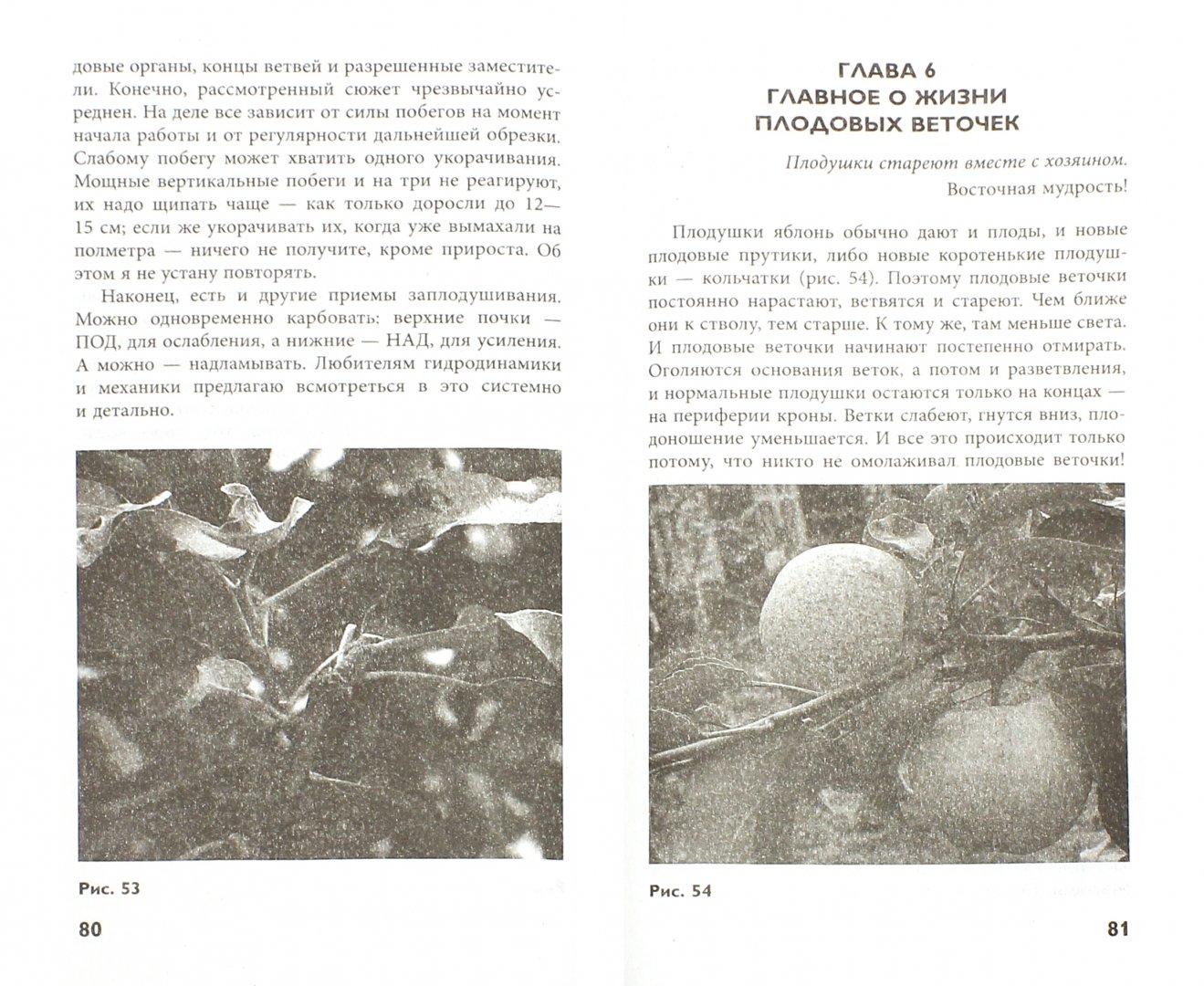Иллюстрация 1 из 6 для Обрезка без секатора и другие нетравмирующие приемы формировки кроны - Николай Курдюмов | Лабиринт - книги. Источник: Лабиринт