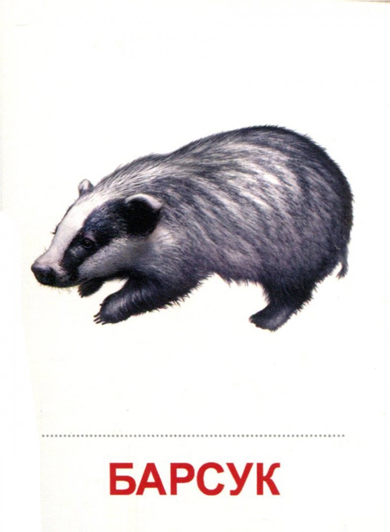 Иллюстрация 1 из 22 для Раздаточные карточки "Дикие животные -1" (16 карточек) | Лабиринт - книги. Источник: Лабиринт