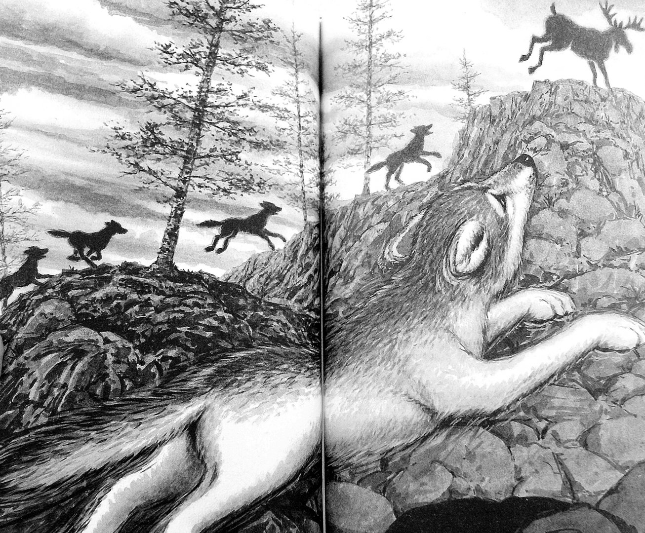 Иллюстрация 1 из 6 для Волки из страны Далеко-Далеко. Одиночка. Тень - Кэтрин Ласки | Лабиринт - книги. Источник: Лабиринт