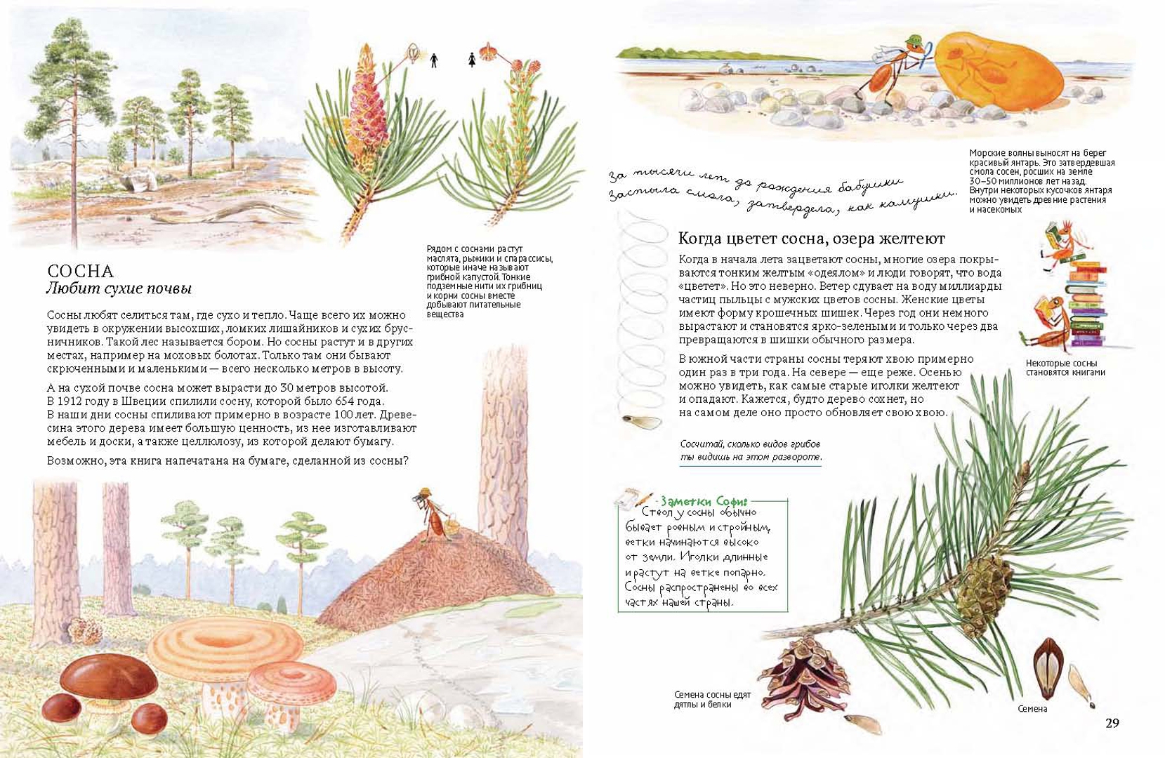 Иллюстрация 8 из 46 для Софи в мире деревьев - Стефан Каста | Лабиринт - книги. Источник: Лабиринт