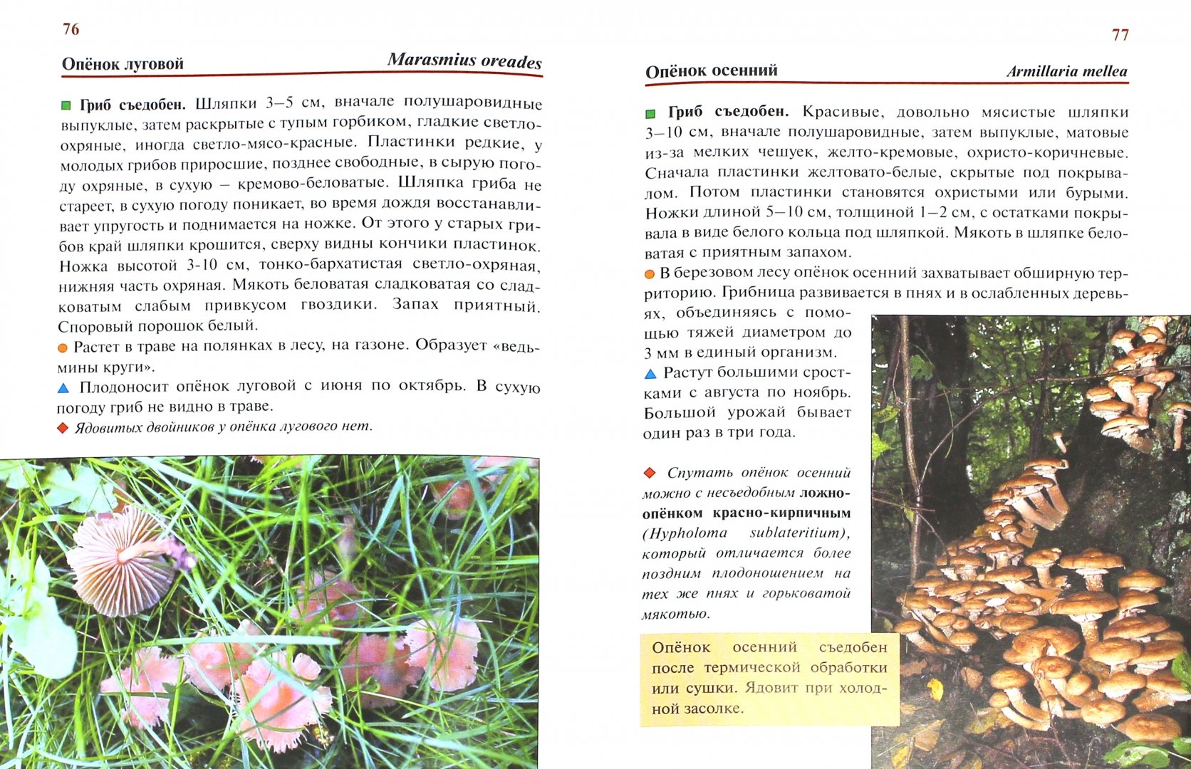 Книга грибы России европейской части