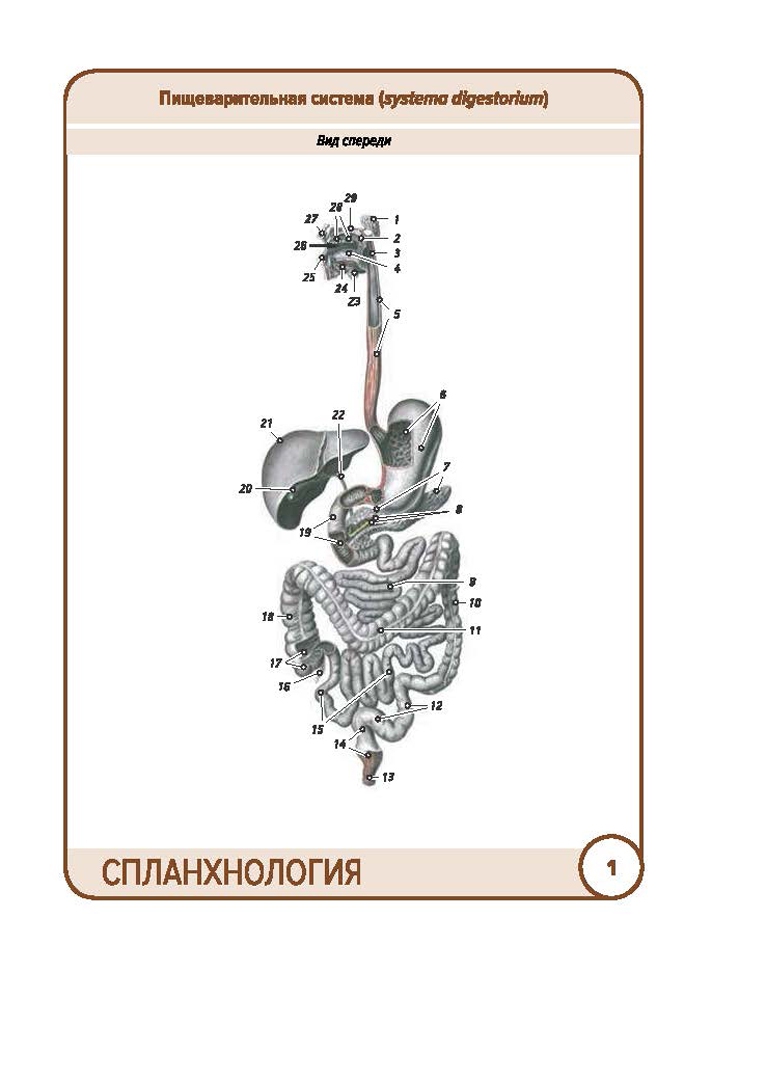 Иллюстрация 1 из 31 для Анатомия человека. Спланхнология. Карточки (49 шт.) - Сапин, Николенко, Тимофеева | Лабиринт - книги. Источник: Лабиринт