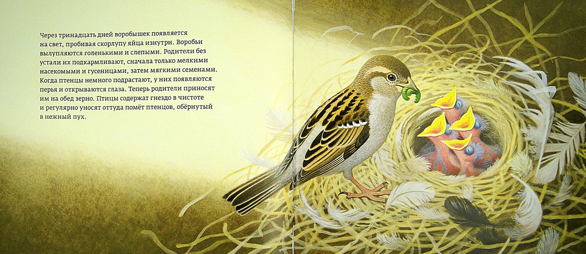 Иллюстрация 1 из 35 для Год с воробьями - Томас Мюллер | Лабиринт - книги. Источник: Лабиринт
