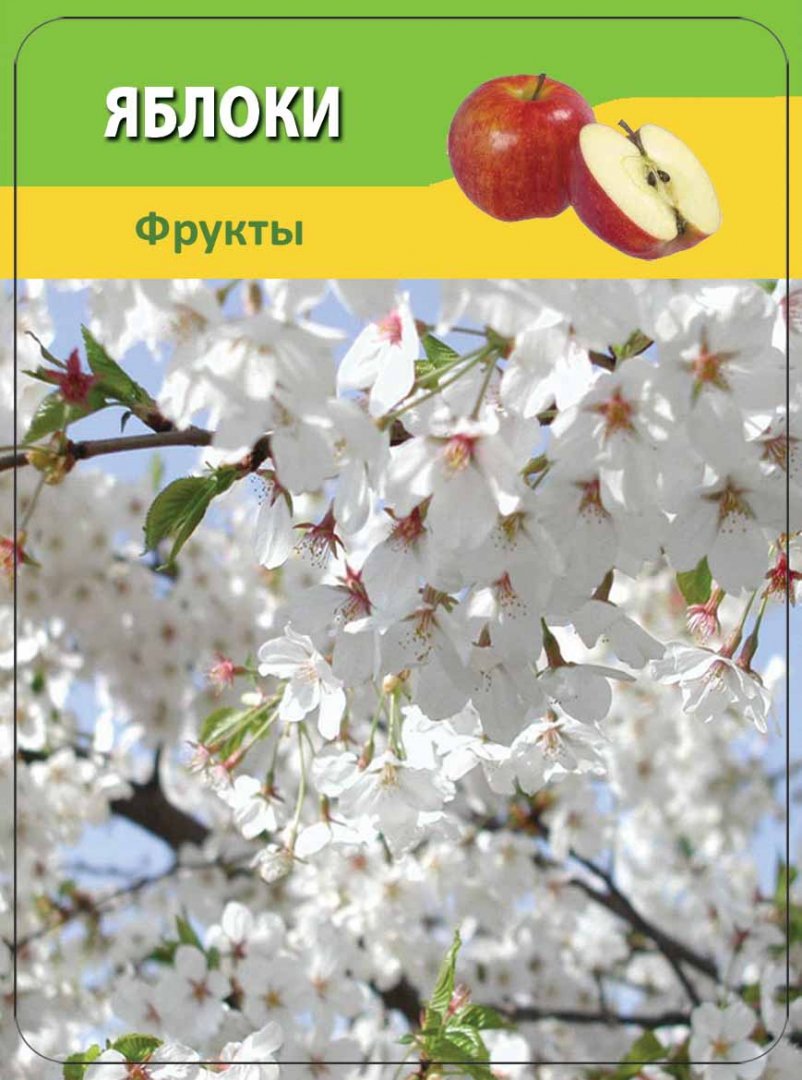 Иллюстрация 2 из 8 для Овощи и фрукты 3-12 лет - Н. Шишова | Лабиринт - игрушки. Источник: Лабиринт
